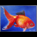 Pesce rosso