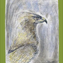 un Aquila disegnata da uno dei piccoli